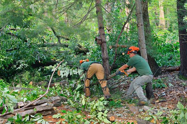 Best Tree Maintenance Programs  in Hillsborough, CA